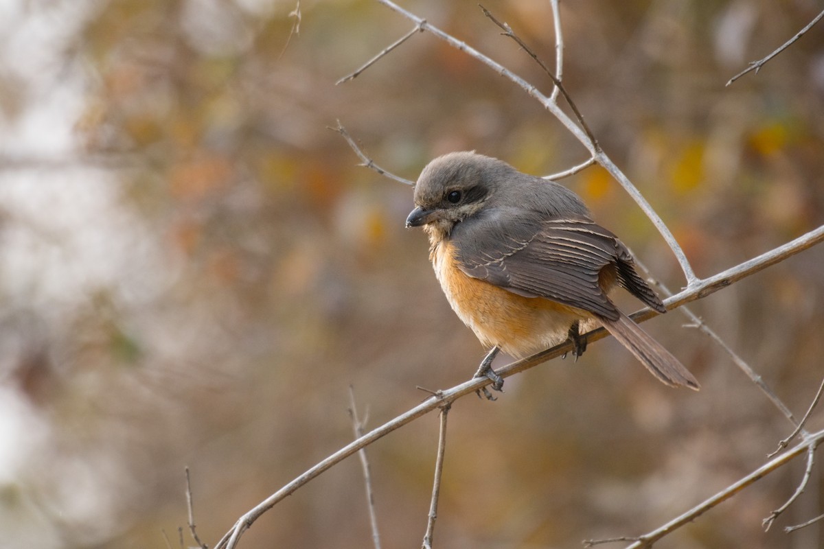Gray-backed Shrike - ML258213881