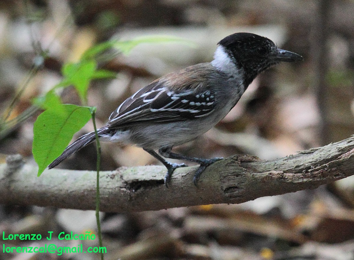 Black-crested Antshrike - ML258213951