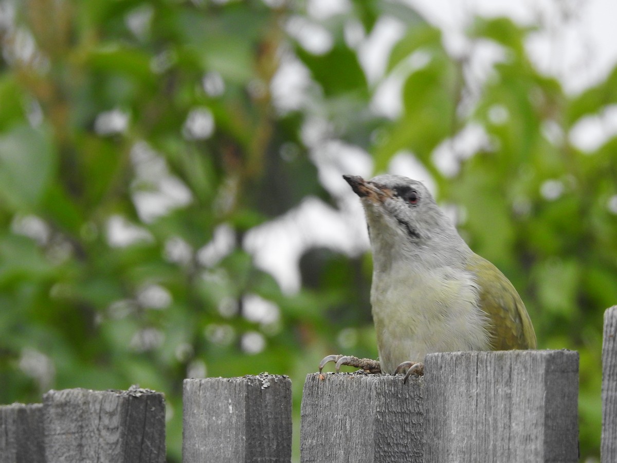 Gray-headed Woodpecker - Xeniya Volya