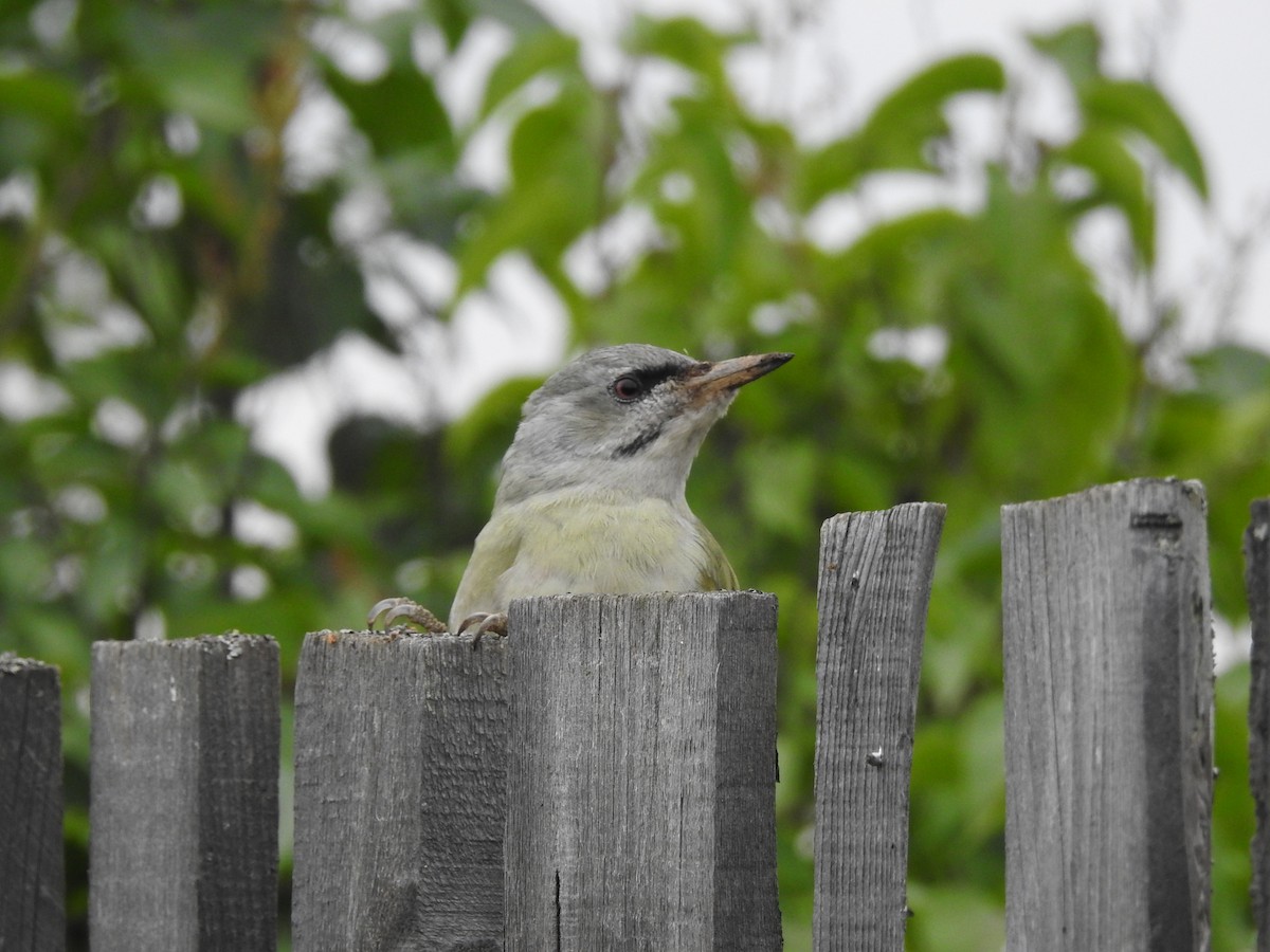 Gray-headed Woodpecker - Xeniya Volya