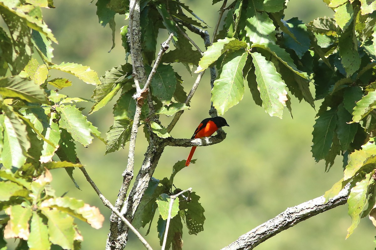 Scarlet Minivet (Scarlet) - ML258214061