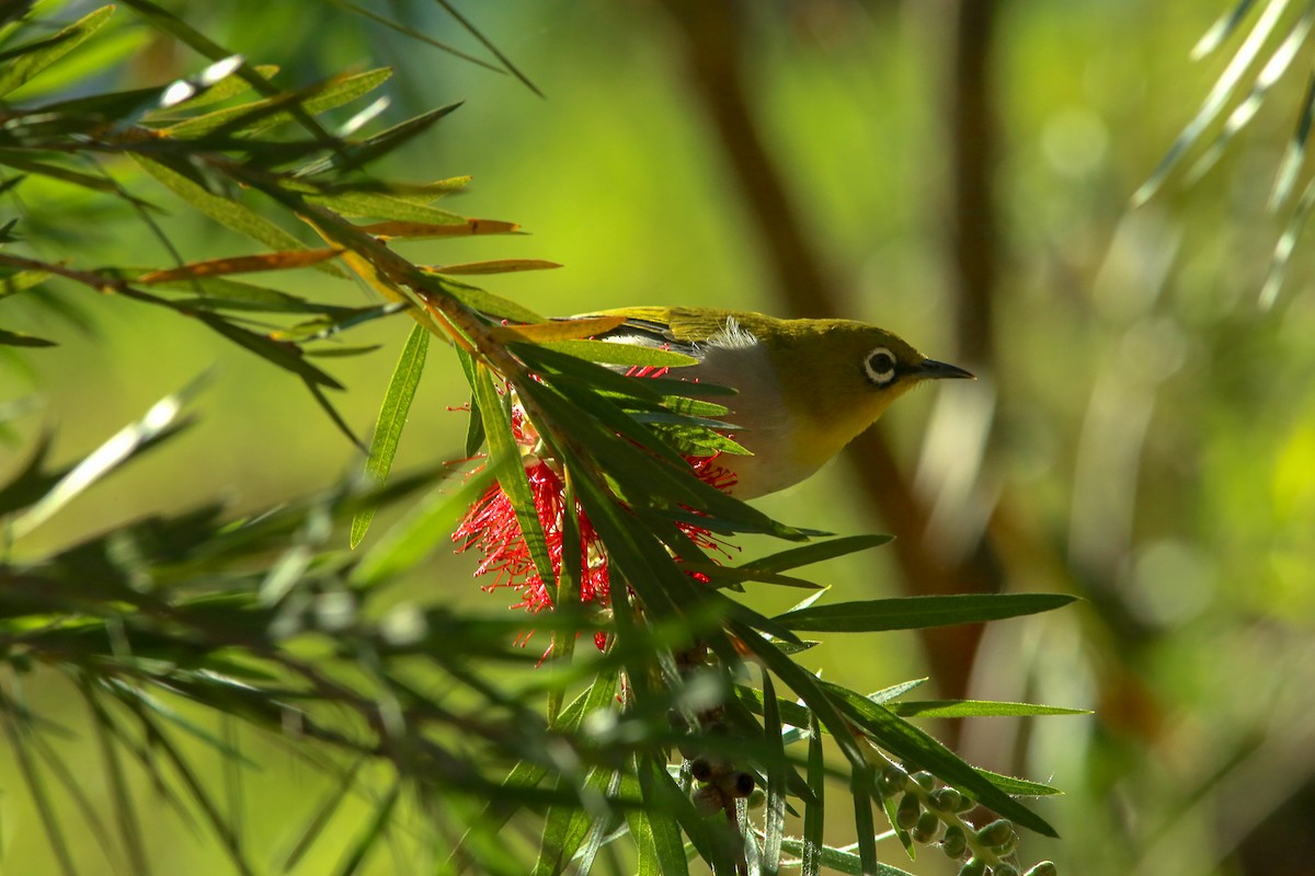 Indian White-eye - ML258214101