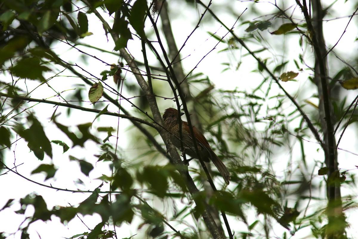 Striated Laughingthrush - ML258214111
