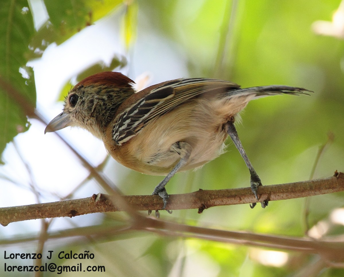 Black-crested Antshrike - ML258214181