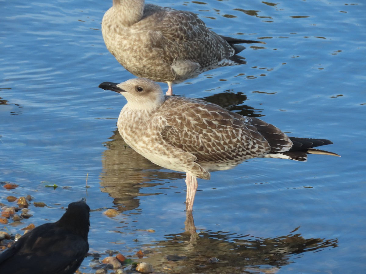 Yellow-legged Gull - David Campbell