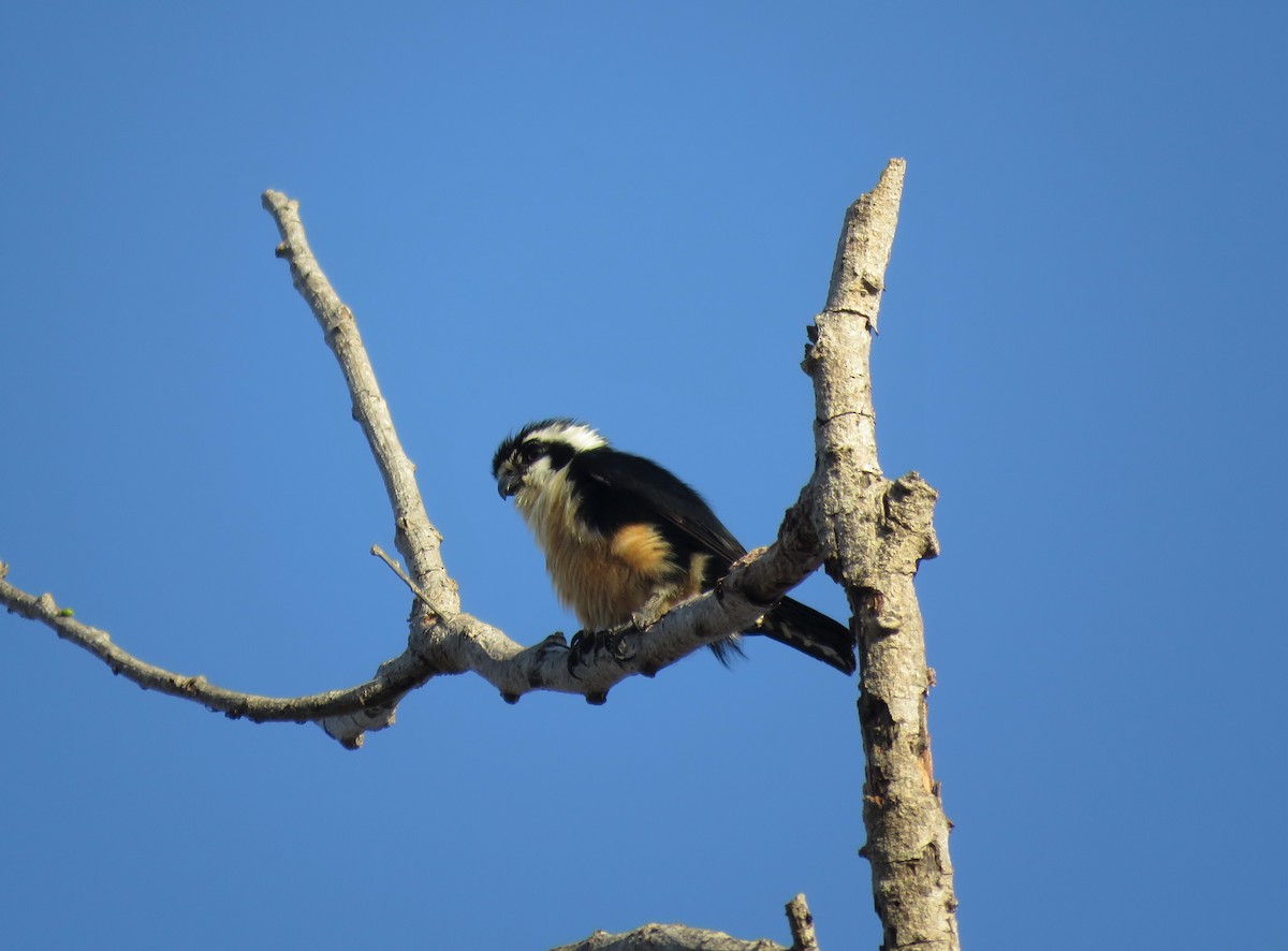 Black-thighed Falconet - ML258215991