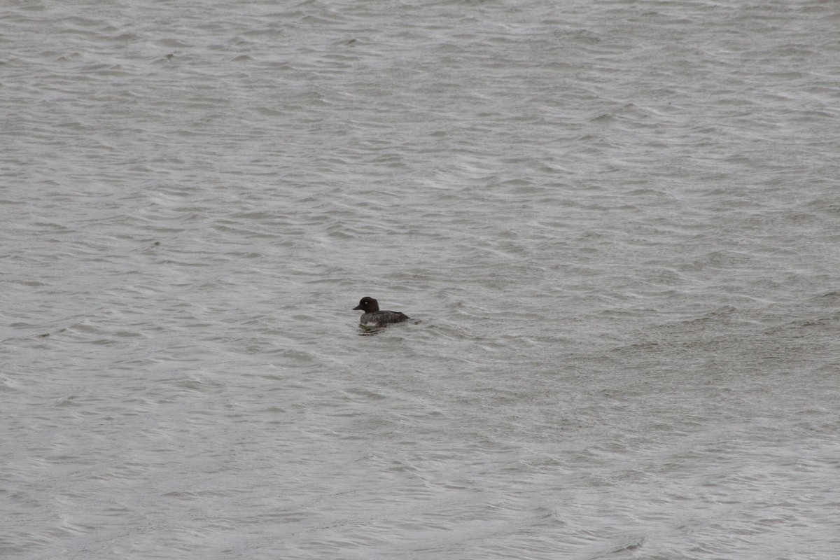 Common Goldeneye - ML258216281