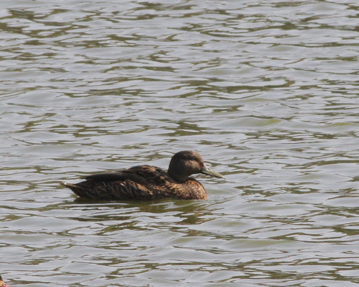 Meller's Duck - Sam Shaw