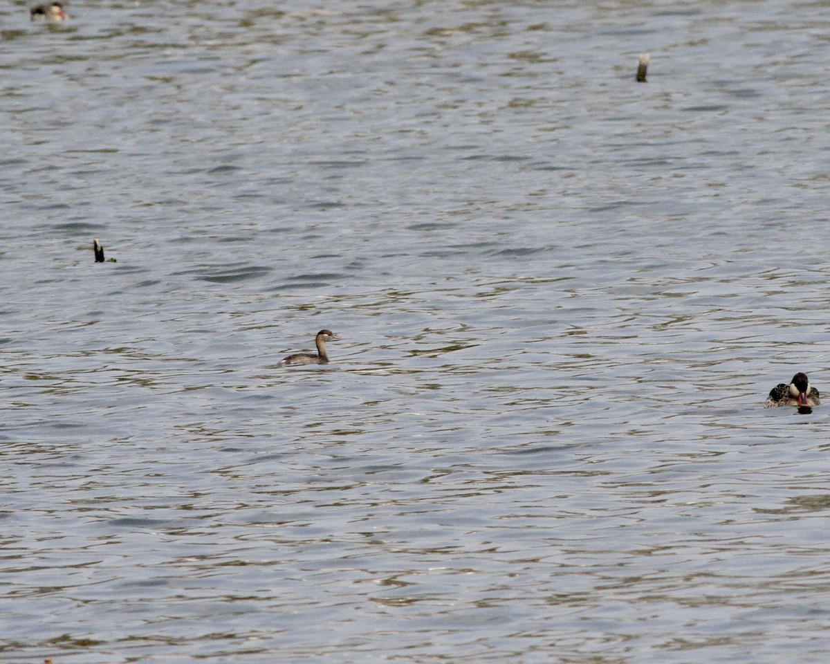 Madagascar Grebe - ML258218891