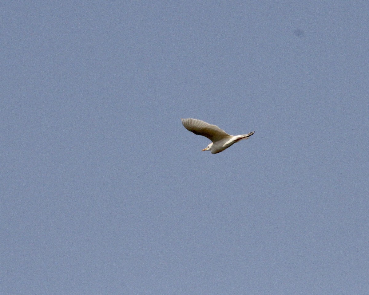Египетская цапля (ibis) - ML258219091