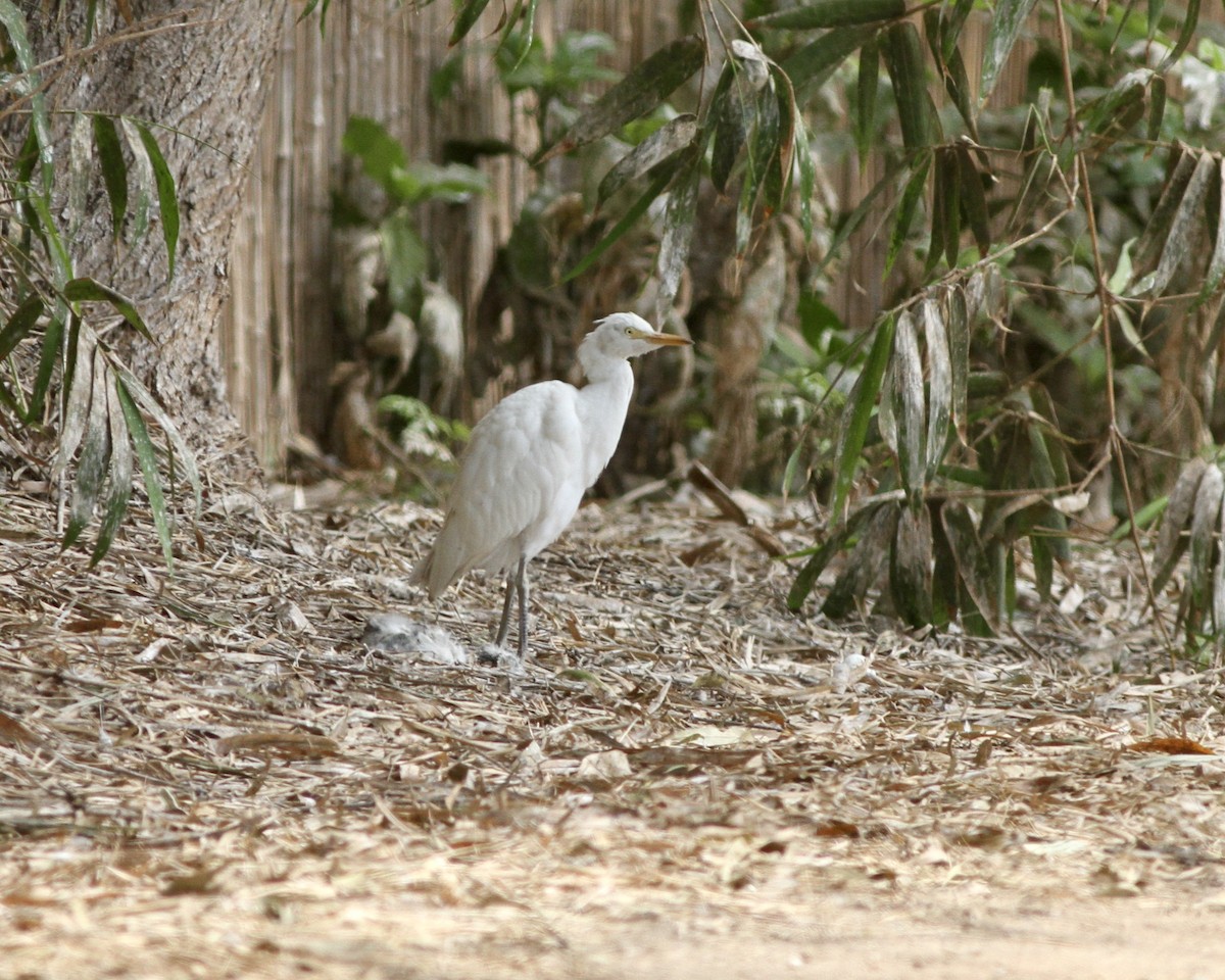 Египетская цапля (ibis) - ML258219101