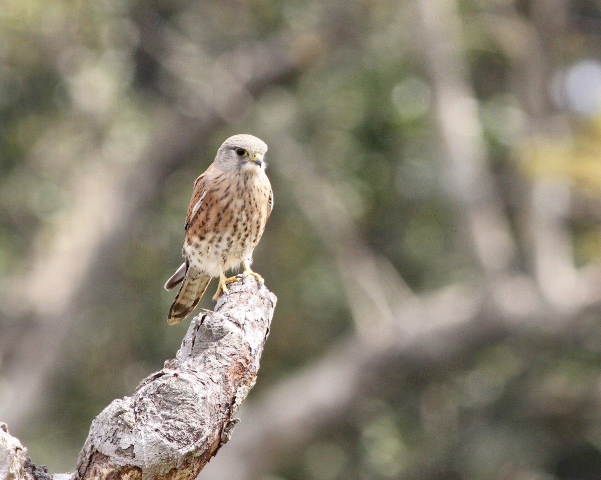 Malagasy Kestrel - ML258219301