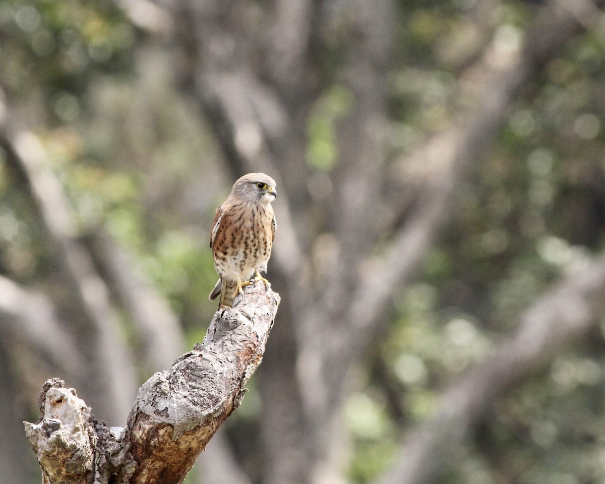 Malagasy Kestrel - Sam Shaw