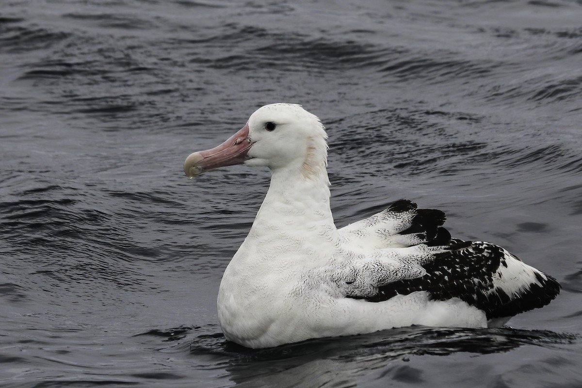 Snowy/Tristan/Antipodean Albatross - ML258220331