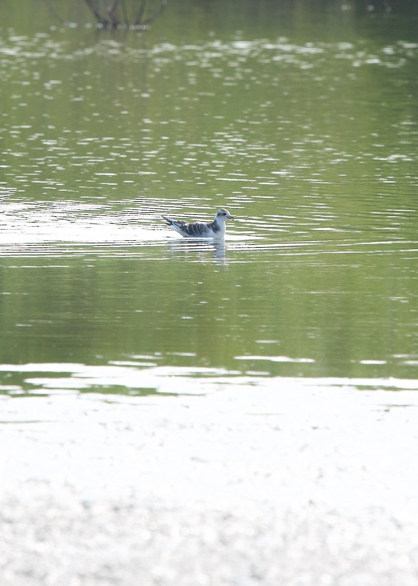 Little Gull - ML258220911