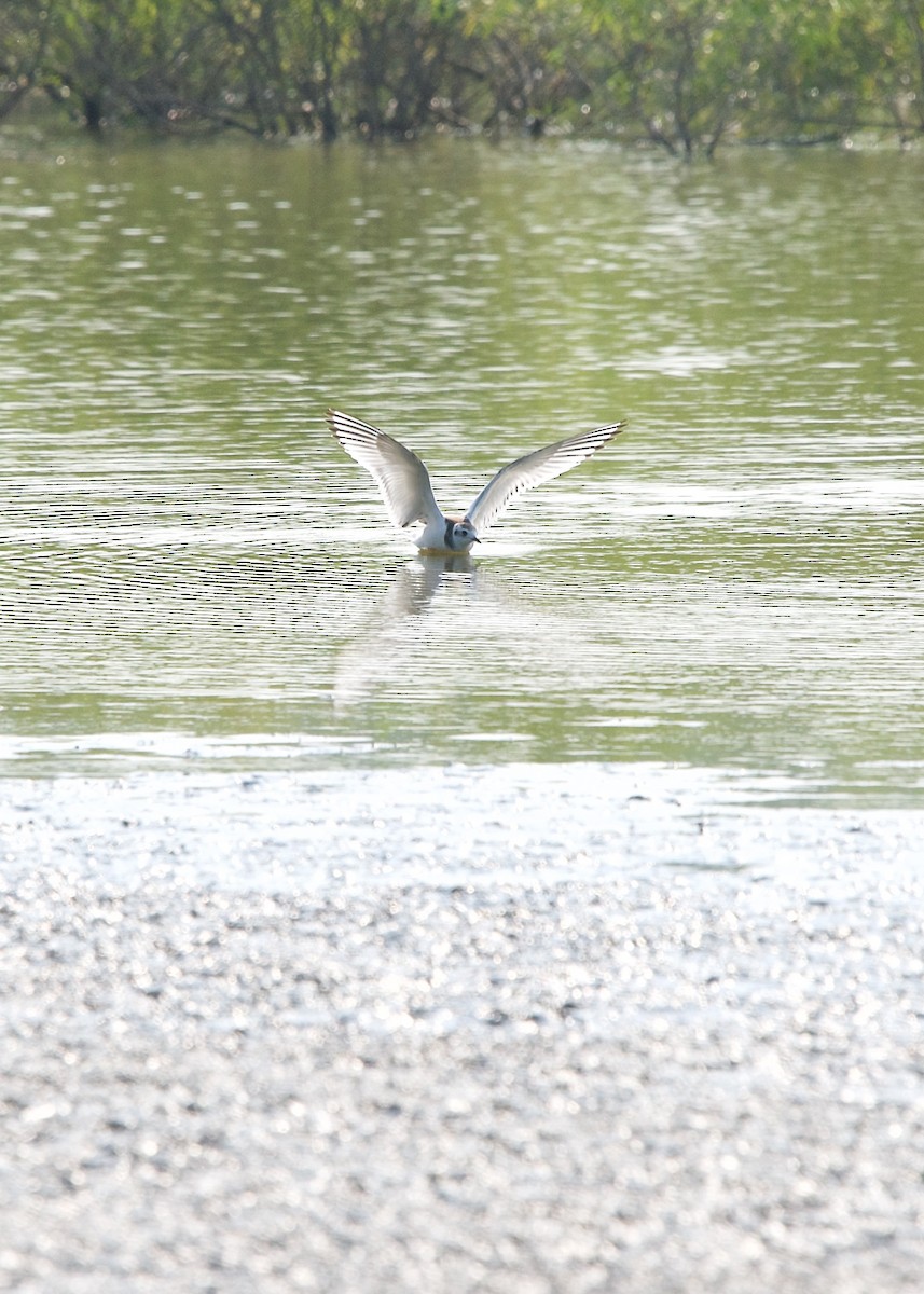 Gaviota Enana - ML258220941