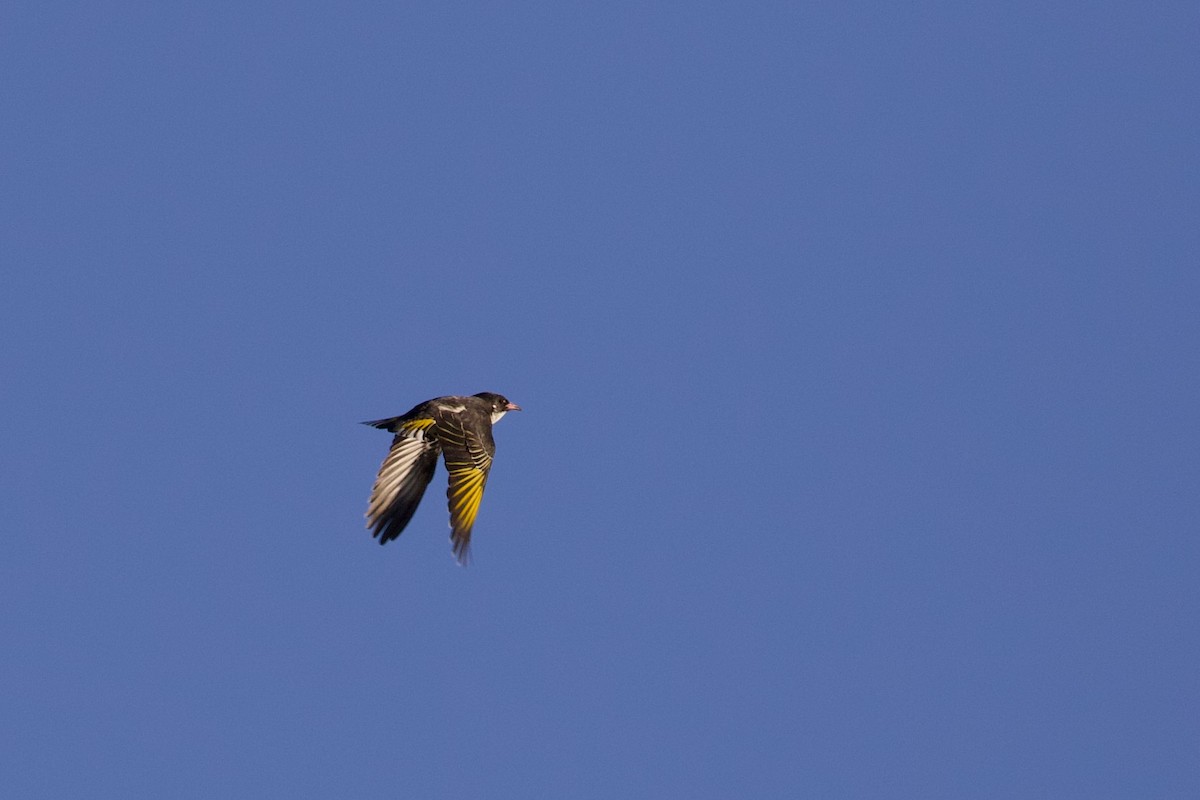 Painted Honeyeater - ML258222421