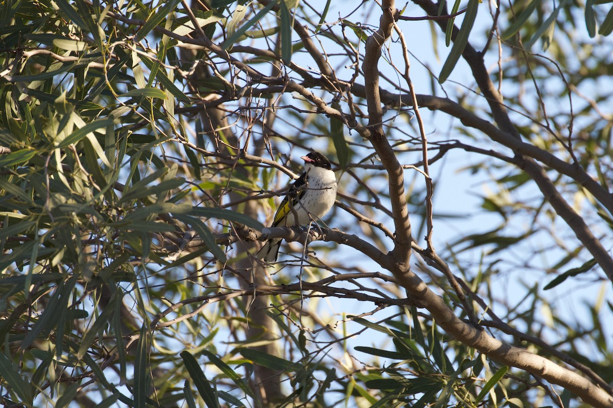 Painted Honeyeater - ML258222431