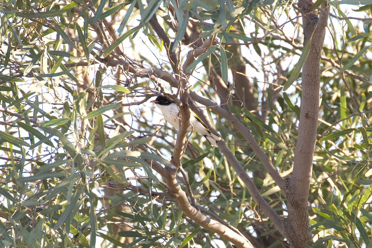 Painted Honeyeater - ML258222441