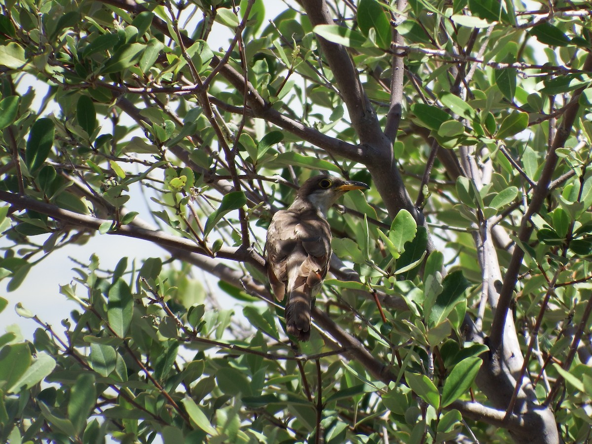 Yellow-billed Cuckoo - ML25822301