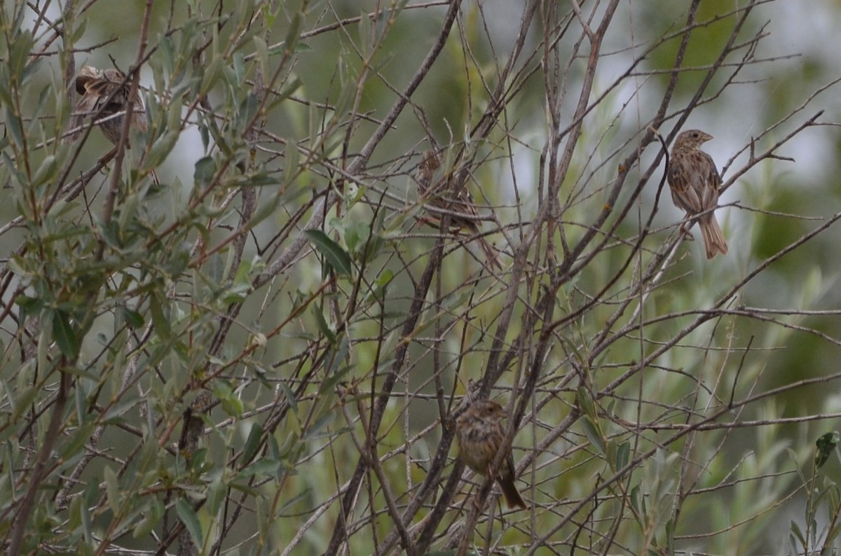 Corn Bunting - ML258224021