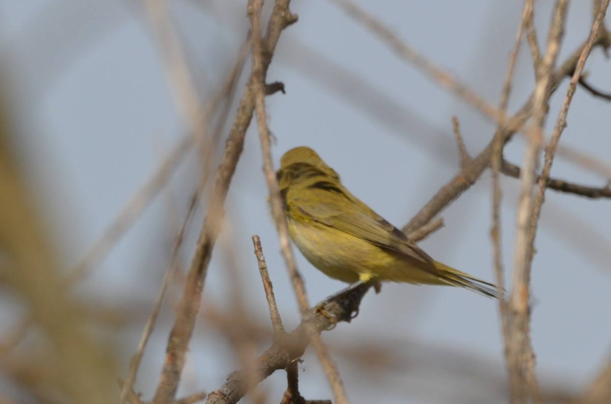 Common/Iberian Chiffchaff - ML258224051