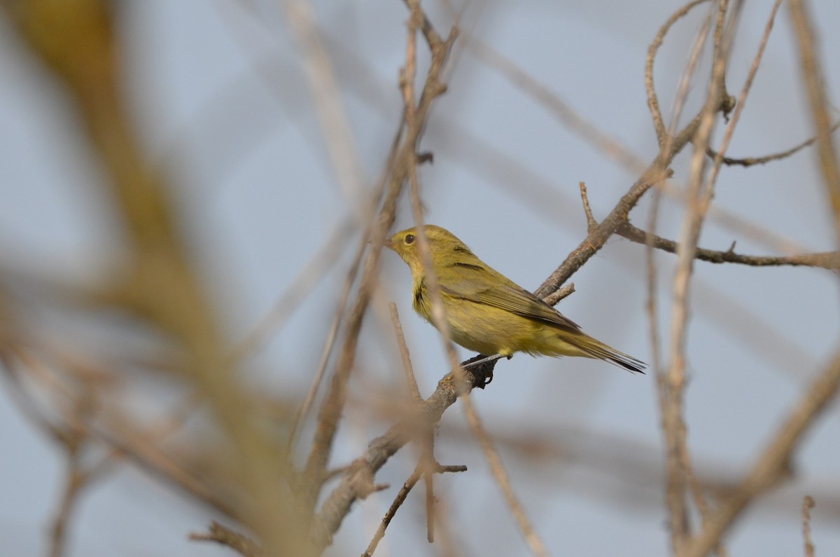 Common/Iberian Chiffchaff - ML258224081