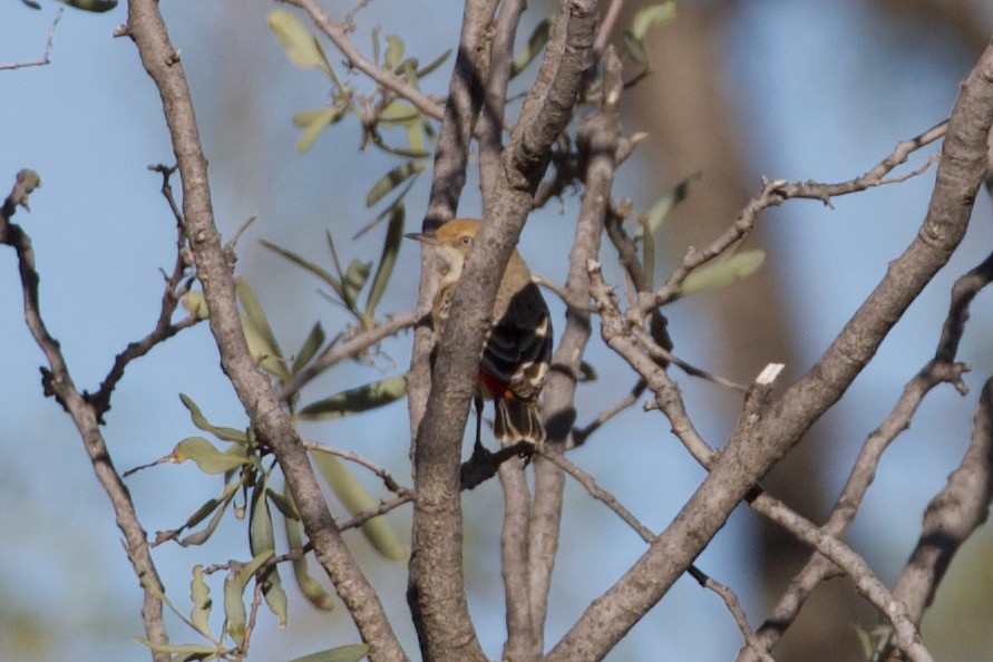 Crimson Chat - ML258226541