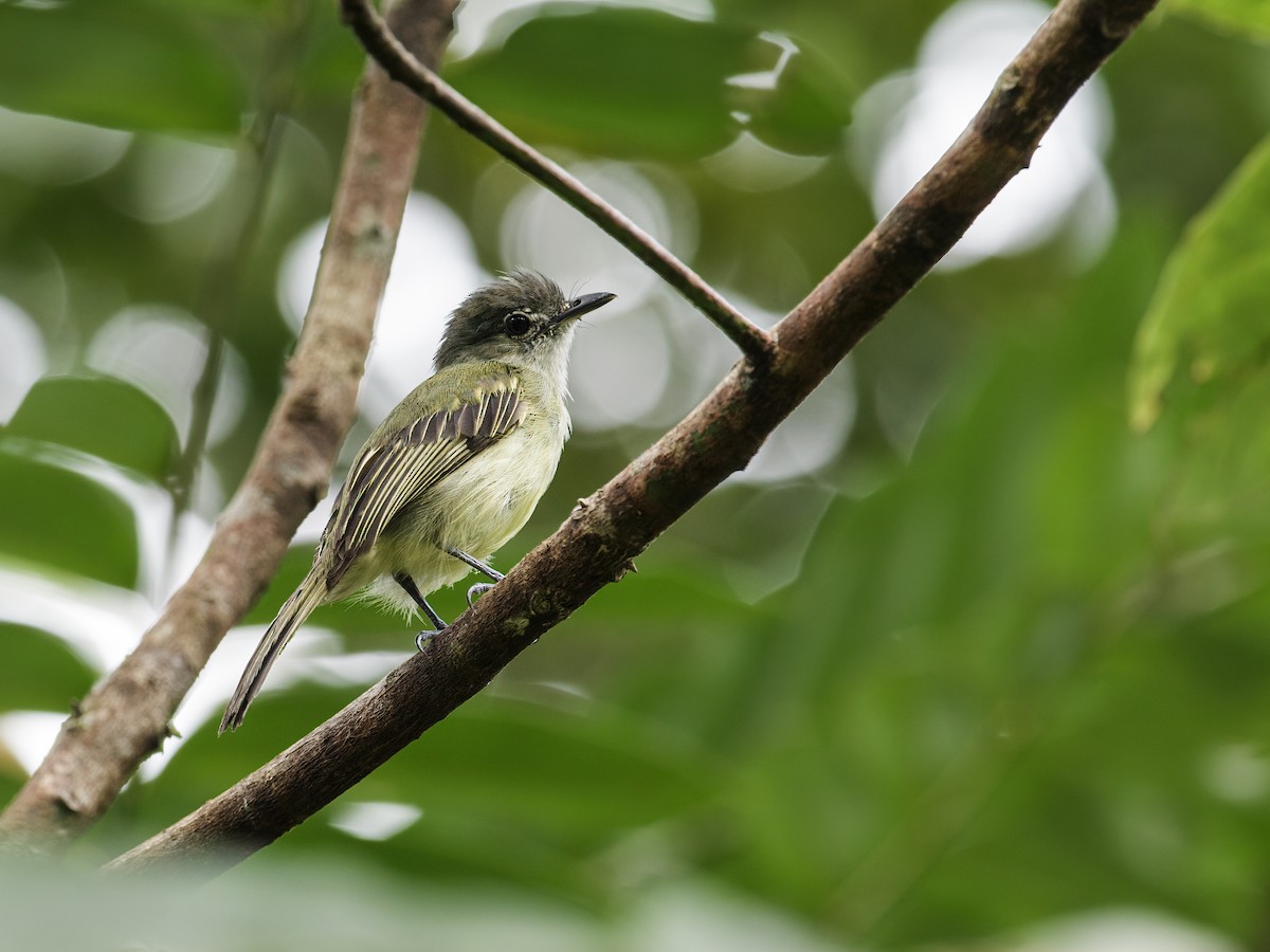 Yellow-winged Flatbill - ML258227471