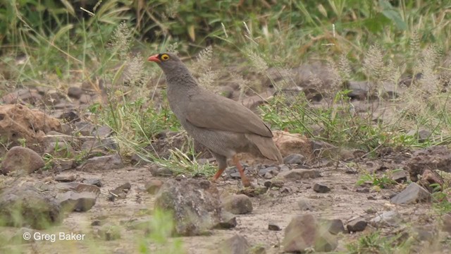 Red-billed Spurfowl - ML258230711