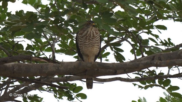 African Goshawk (Southern) - ML258230871