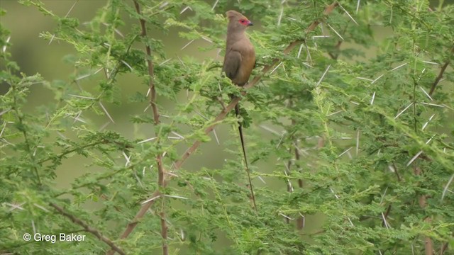 Pájaro Ratón Carirrojo - ML258230981