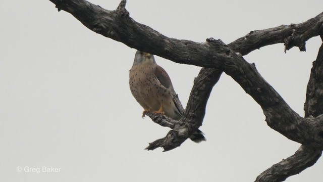 Lesser Kestrel - ML258231181