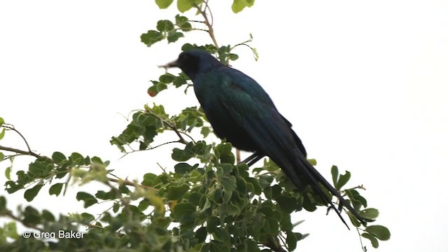 Burchell's Starling - ML258231211