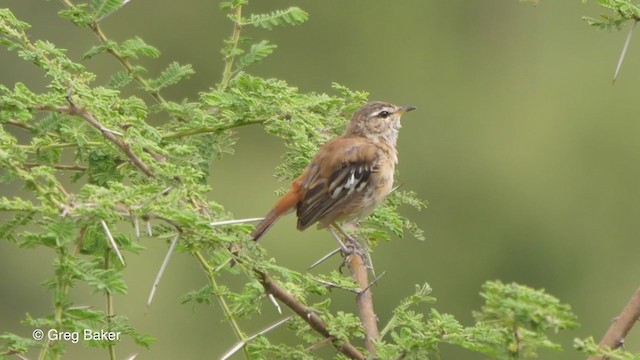 White-browed Scrub-Robin (Red-backed) - ML258231261