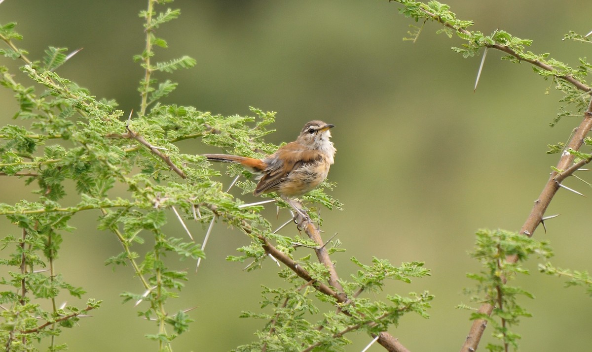 Red-backed Scrub-Robin (Red-backed) - Greg Baker