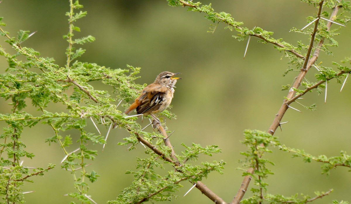 Red-backed Scrub-Robin (Red-backed) - Greg Baker