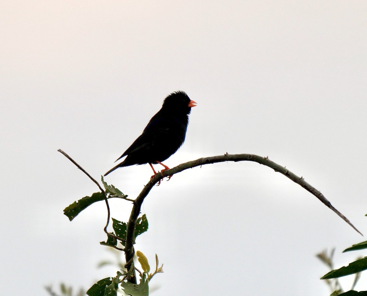 Village Indigobird - Greg Baker