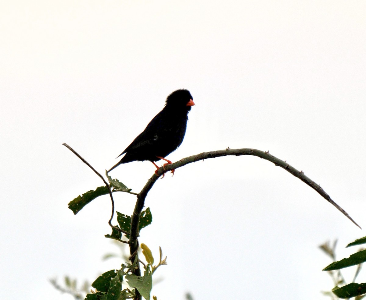 Village Indigobird - ML258231911