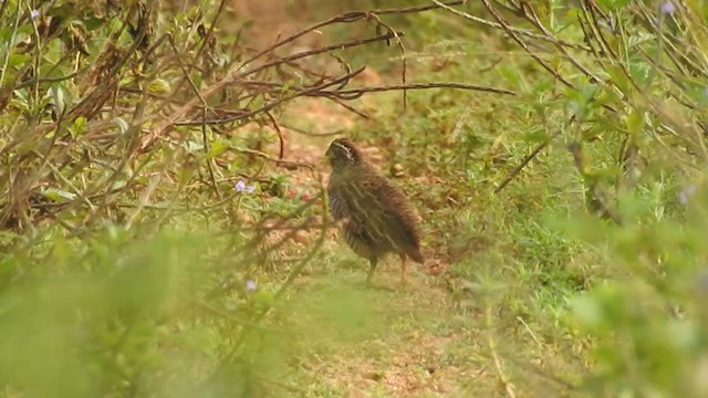 Jungle Bush-Quail - ML258235151