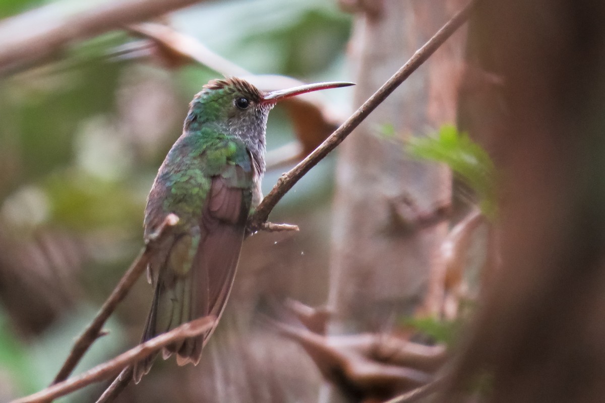 kolibřík honduraský - ML25823871