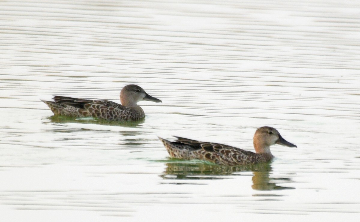 Blue-winged Teal - ML258239351