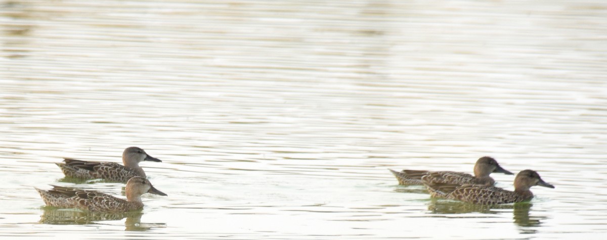 Blue-winged Teal - ML258239361