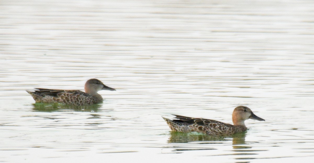 Blue-winged Teal - ML258239381