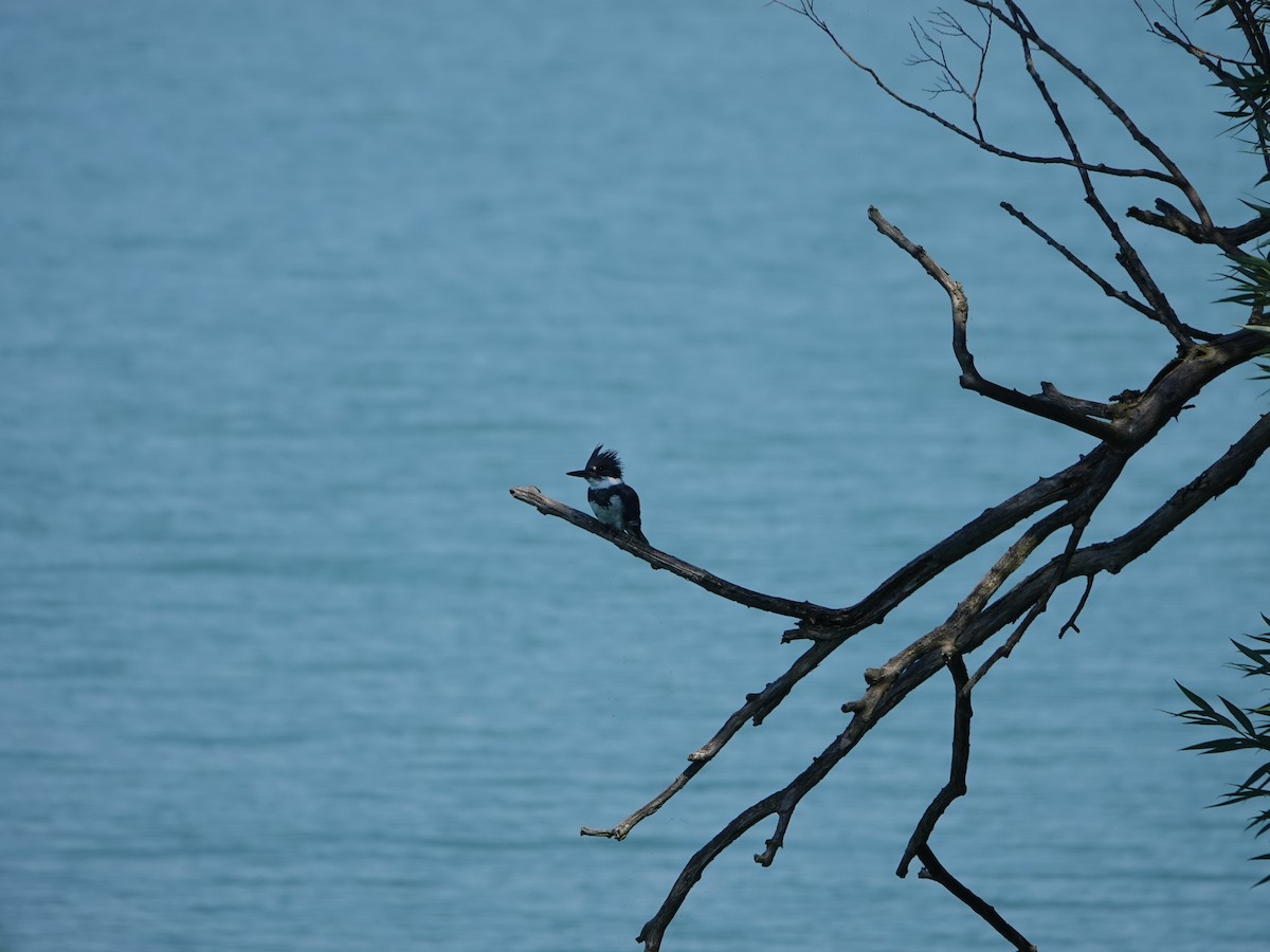 Belted Kingfisher - Jeff Costa