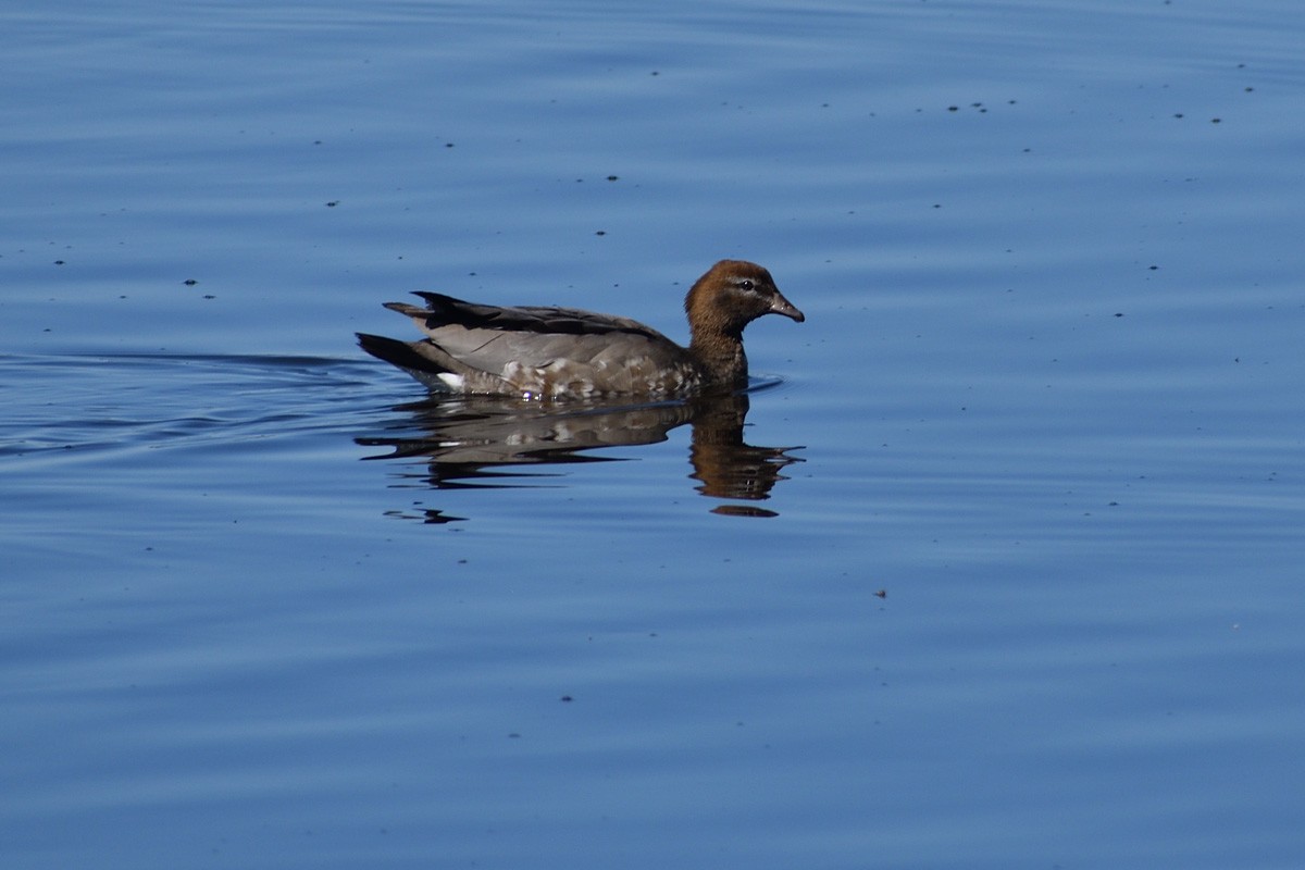 Maned Duck - ML258242471