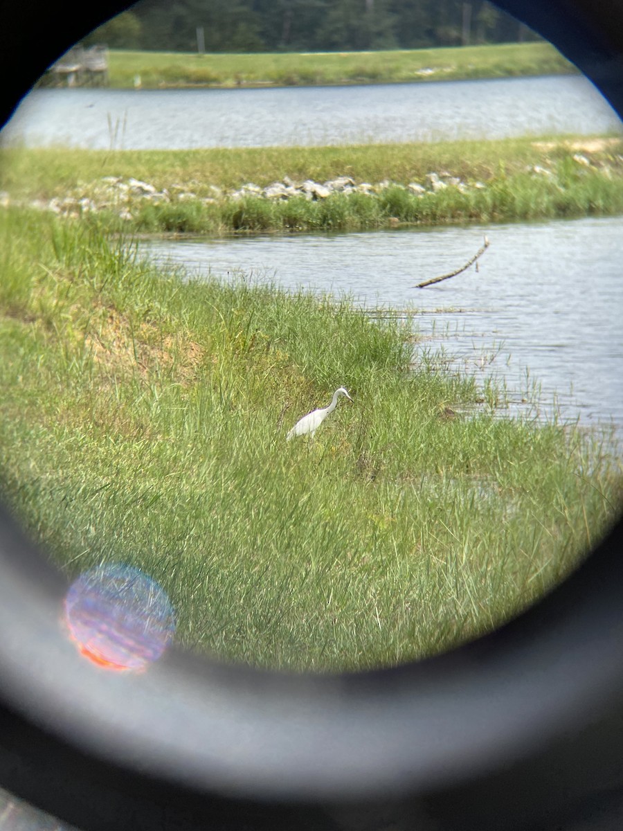 Little Blue Heron - Chris Buff