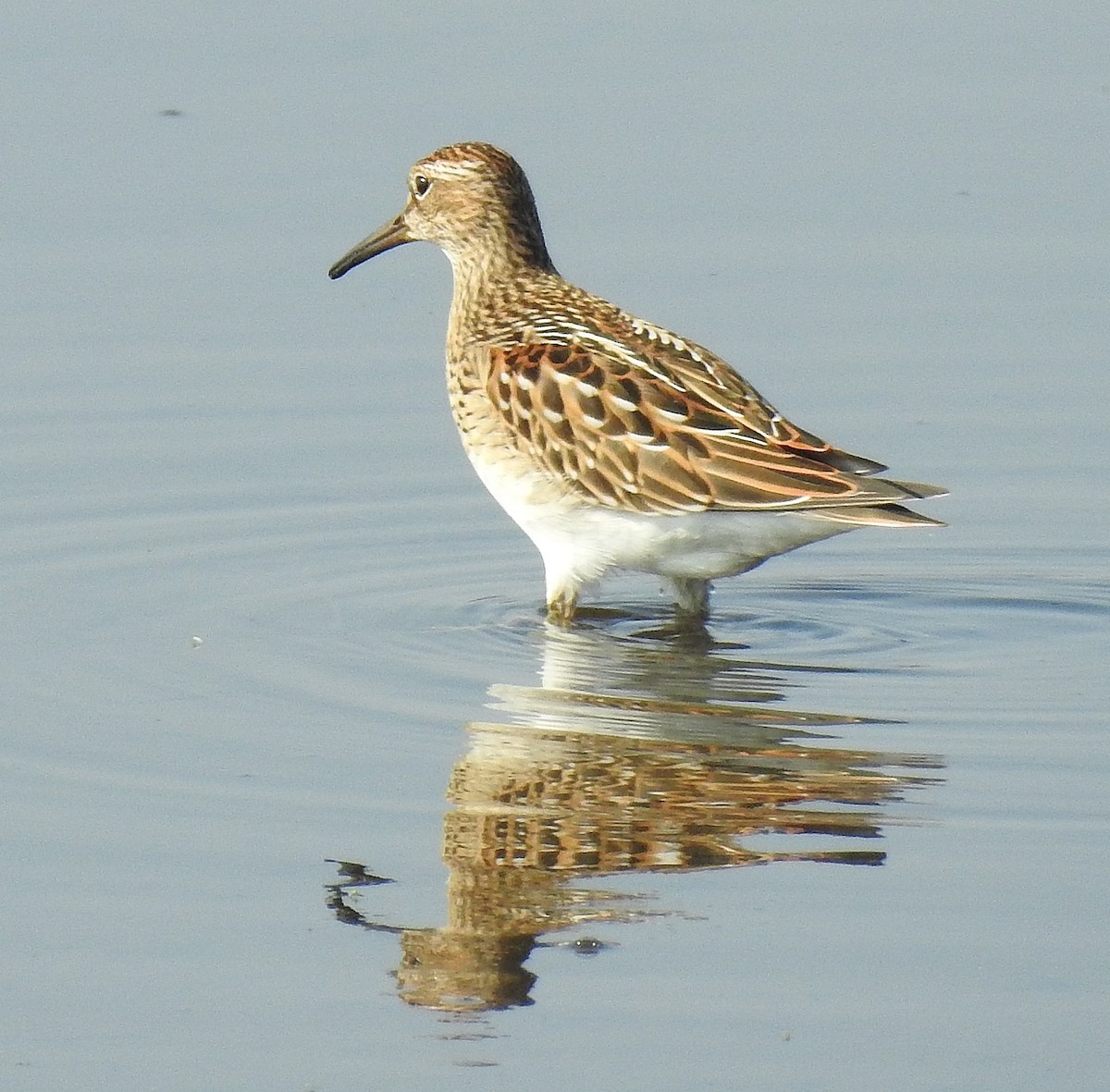 Graubrust-Strandläufer - ML258247261