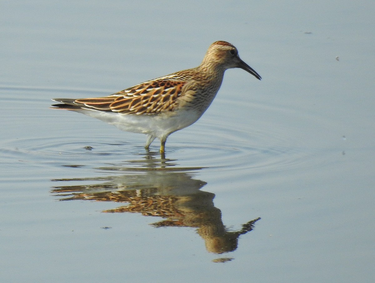 Pectoral Sandpiper - ML258247321