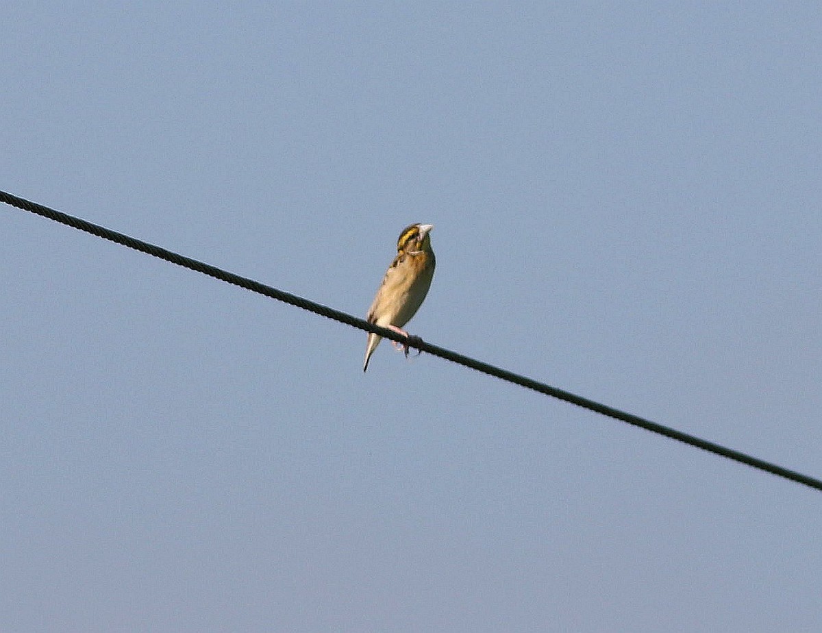 Black-breasted Weaver - ML258248351
